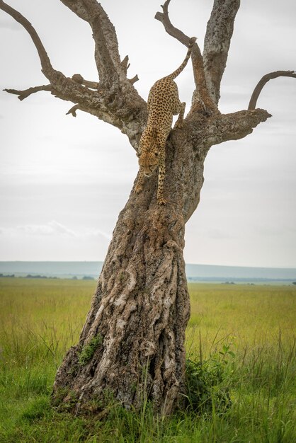 Foto gepard läuft in der savanne über einen gekrümmten baum