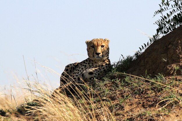 Foto gepard liegt auf dem gras vor klarem himmel