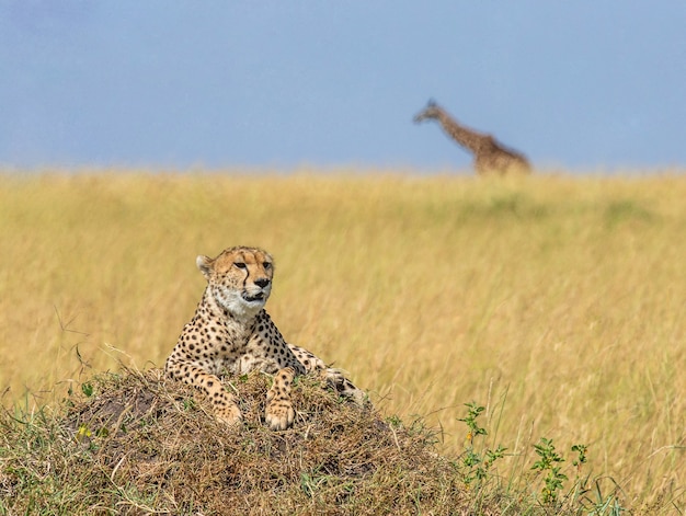 Gepard liegt auf dem Hügel in der Savanne.