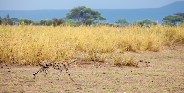 Un gepard va a la pradera en Kenia