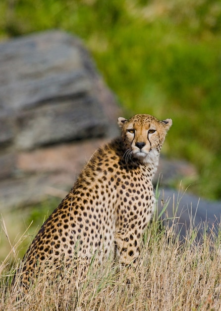 Gepard sitzt in der Savanne.