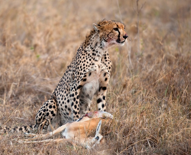 Gepard sitzt und frisst Beute, Serengeti-Nationalpark, Tansania, Afrika