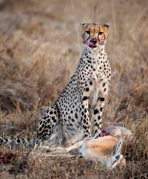 Gepard sitzt und frisst Beute, Serengeti-Nationalpark, Tansania, Afrika