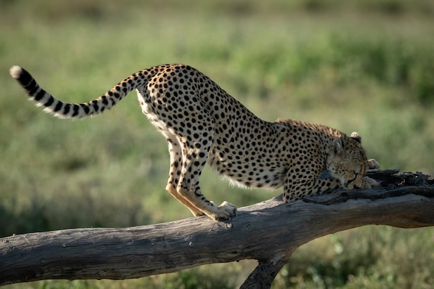 Foto gepard steht auf einem baumstamm