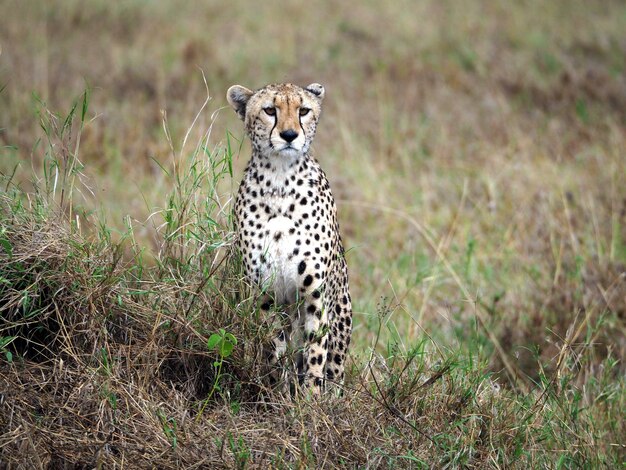 Foto gepard steht und wacht auf beute in der afrikanischen savanne