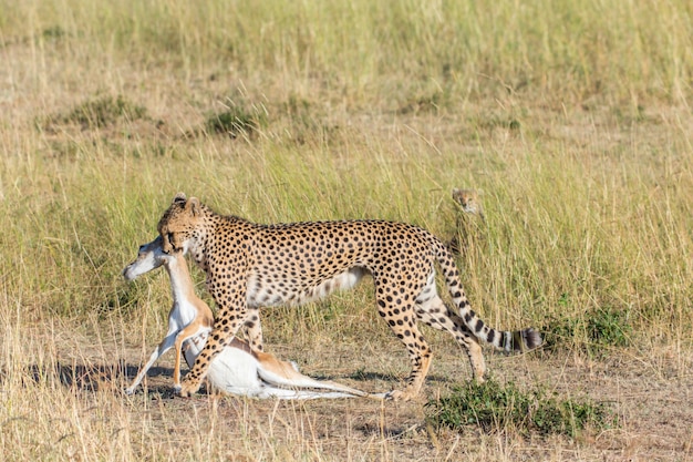 Gepard trägt eine Beute