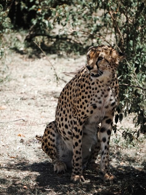 Gepard zeigt seine Zähne in Masai Mara, Afrika