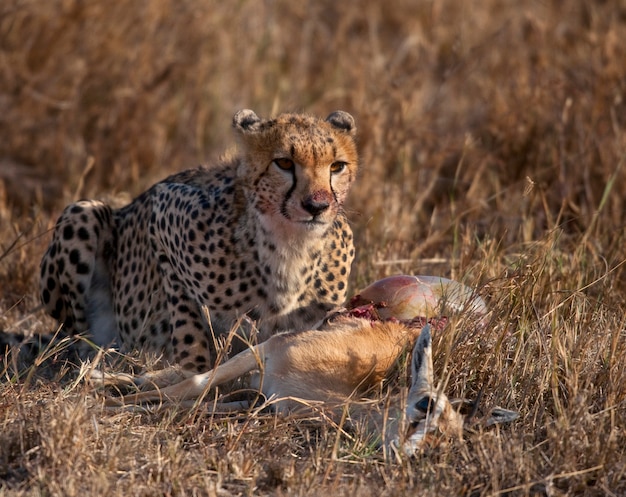 Geparden essen Beute, Serengeti Nationalpark, Tansania, Afrika