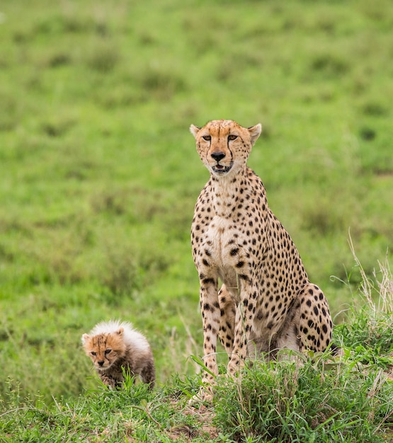 Gepardenjunges im Serengeti-Nationalpark