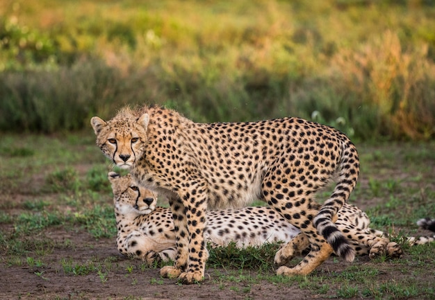 Gepardenjunges im Serengeti-Nationalpark