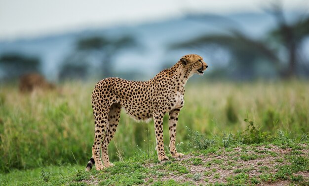 Gepardenjunges im Serengeti-Nationalpark