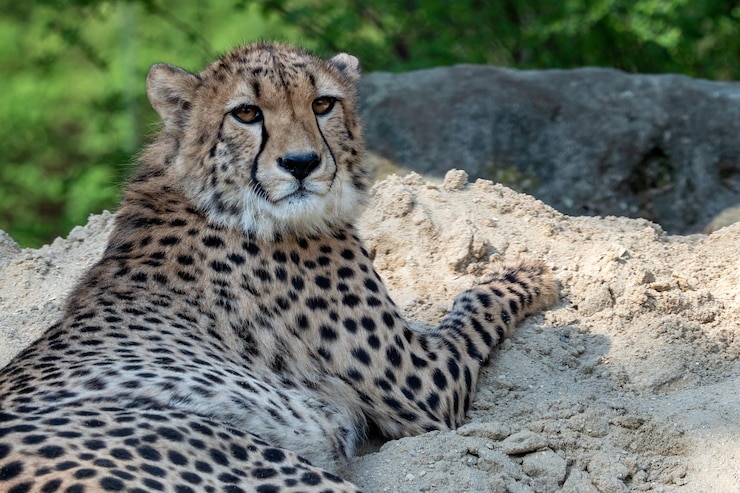Foto gepardenporträt acinonyx jubatus im sand liegend