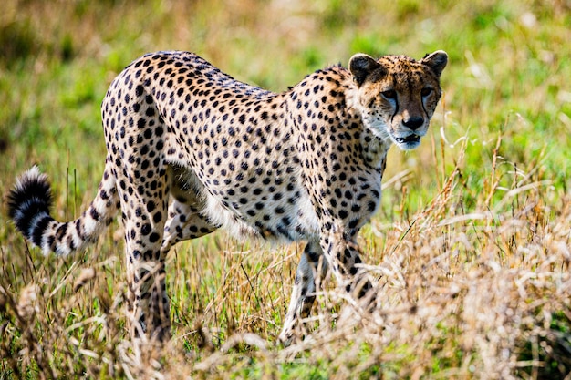 Gepardo Gato Salvaje Animales silvestres Sabana Praderas Salvaje Parque Nacional Maasai Mara Kenya Este