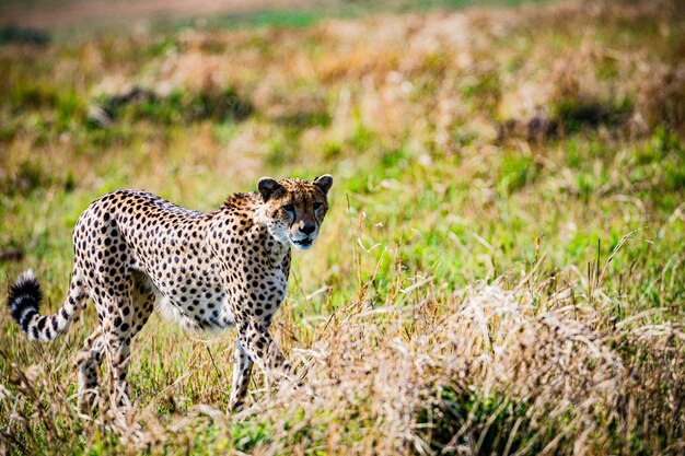 Gepardo gato selvagem animais selvagens savanna grassland wilderness parque nacional maasai mara quênia leste