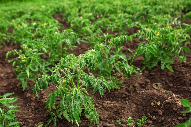 Gepflanzte Sämlinge von Tomaten Gemüsegarten Landwirtschaft ländliches Geschäft