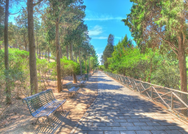 Gepflasterter Weg in einem Kiefernholz HDR-Tonzuordnung