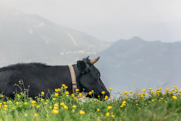 Gepflegte reinrassige schwarze junge Kuh bewundert die Gipfel der Alpenberge