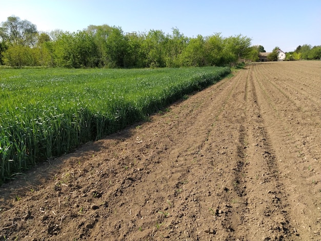 Gepflügtes Feld mit fruchtbarem Land Maisfeld mit Weizen Landwirtschaftliche Arbeit auf dem Boden Ländliche Landschaft Serbien Balkan Lebensmittelindustrie Furchen von Traktorrädern Hügelige Furchen