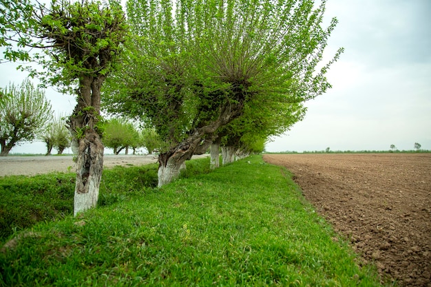 Gepflügtes Feld und grüner Rasen mit Bäumen