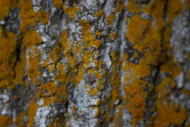 Geprägte Textur der braunen Rinde eines Baumes mit grünem Moos und Flechten darauf. .