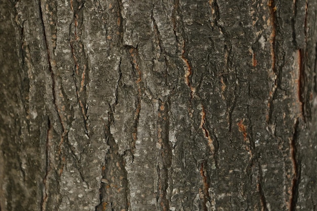 Geprägte Textur der braunen Rinde eines Baumes