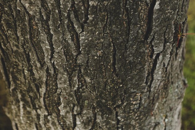 Foto geprägte textur der braunen rinde eines baumes