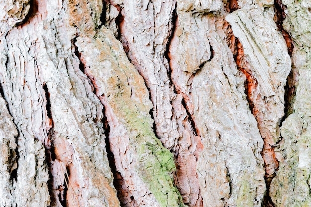 Geprägte Textur der Eichenrinde. Panoramafoto der Eichenstruktur.