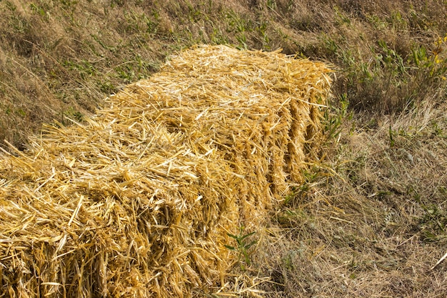 Gepresste Strohbriketts verließen von der Ernte, die auf einem Feld bei Sonnenuntergang liegt