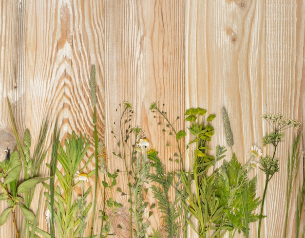 Gepresstes getrocknetes Herbarium verschiedener Pflanzen Draufsicht