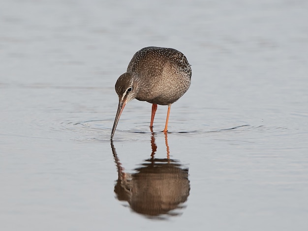 Foto gepunkteter rotschenkel (tringa erythropus)