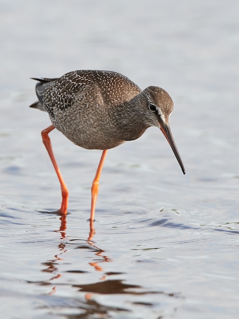 Foto gepunkteter rotschenkel (tringa erythropus)