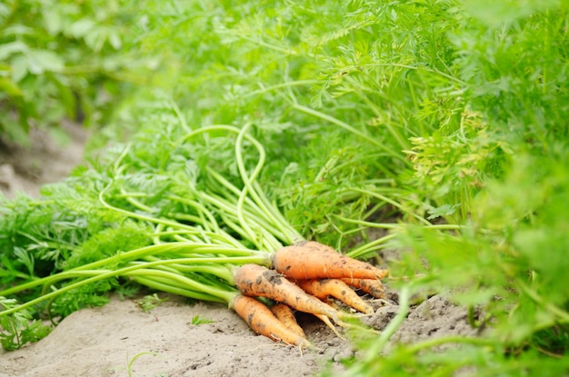 Gerade gepflückte Karotten auf der Nahaufnahme des Gartenbodens