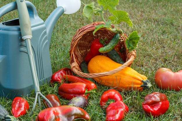 Gerade gepflückte Zucchini, Auberginen, Tomaten und Paprika mit einem Weidenkorb