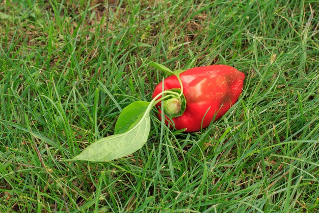 Gerade Paprika auf grünem Gras gepflückt. Gerade geerntetes Gemüse. Ansicht von oben.