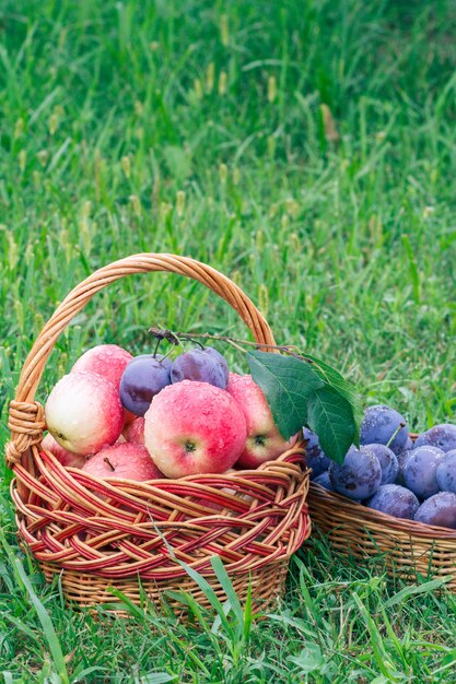 Gerade reife Pflaumen und rote Äpfel in Weidenkörben auf Gartengras gepflückt. Gerade geerntete Früchte