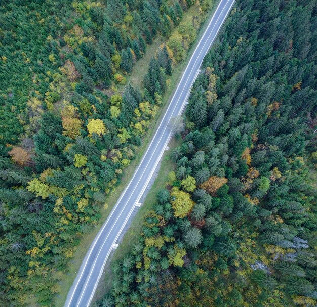 Gerade Straße durch die Walddraufsicht