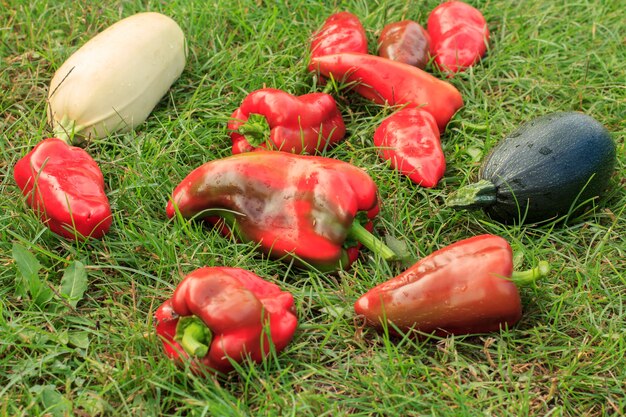 Gerade Zucchini, Kürbis und Paprika auf grünem Gras gepflückt. Gerade geerntetes Gemüse.