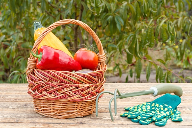 Gerade Zucchini, Tomaten und Paprika in einem Weidenkorb mit kleinem Gartenrechen und Handschuhen auf Holzbrettern in natürlichem grünem Hintergrund gepflückt. Gerade geerntetes Gemüse und Gartengeräte.