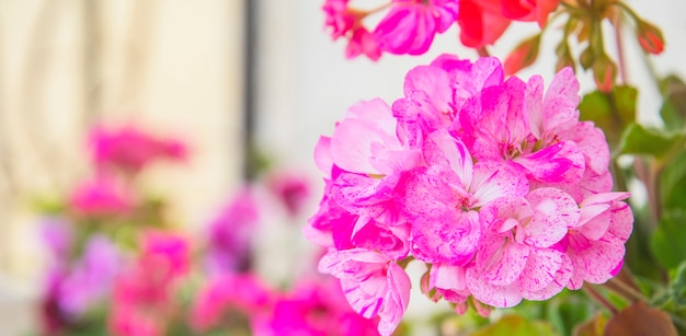 Geranie im Sommergarten