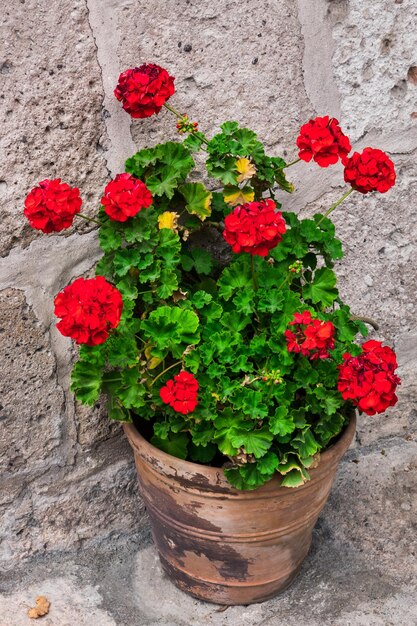 Geranie in einem Blumentopf