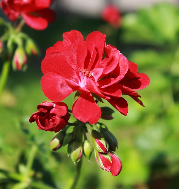 Geranie korallenrot Pelargonie Blumenbeet Gartenpflanzen Zimmerpflanzen