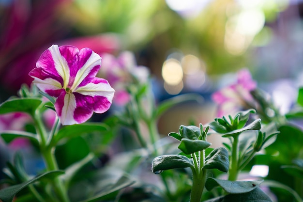 Geranien sind eine Blumengattung in der Familie der Geraniaceae Echte Geranien sind winterharte Stauden