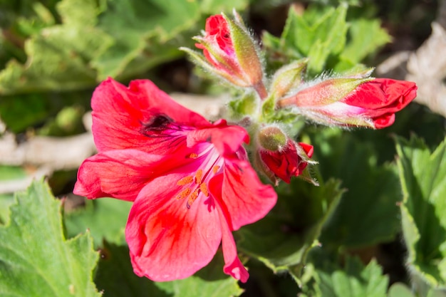 Geranienblüten Pelargonium