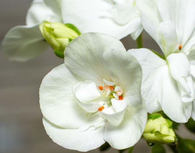 Geranienblumennahaufnahme für Hintergrund