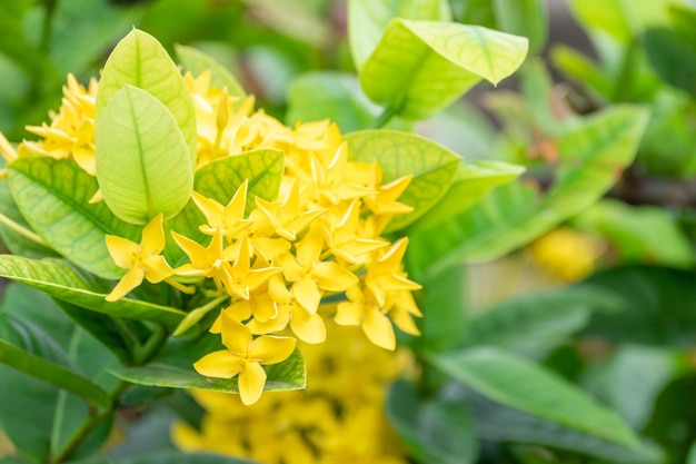Gerânio amarelo da selva no jardim com sol quente pela manhã O nome científico é Ixora coccinea amarelo lxora flor da floresta entre folhas verdes no arbusto