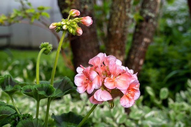 El geranio florece en el jardín.
