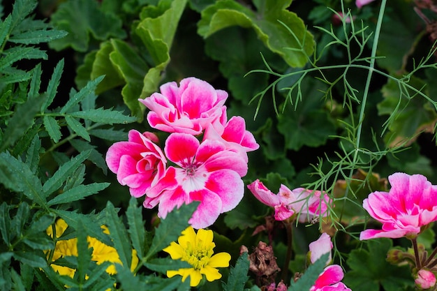 El geranio florece en el jardín.