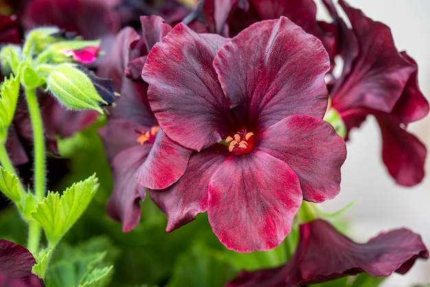 Geranio negro - pelargonium en el jardín.