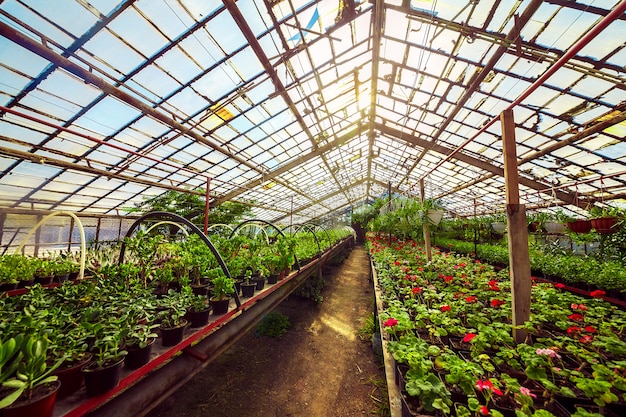 Geranio pelargonium en invernadero del jardín botánico.