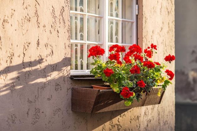 Foto el geranio rojo florece en una maceta en la ventana de una casa vieja